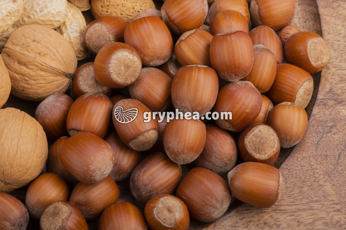 Noisettes - Fruits secs (Coryllus avellana) - gryphea.org